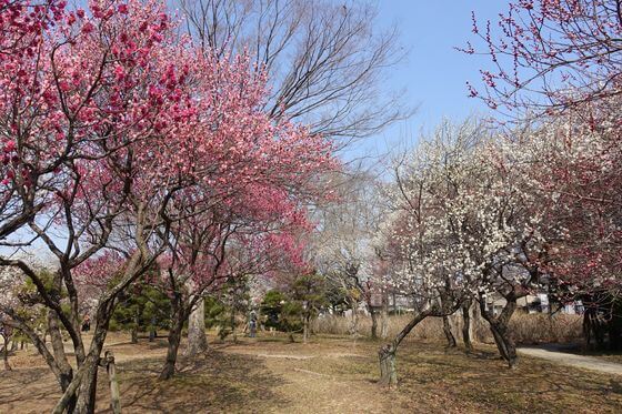 大宮第二公園の梅まつり 21年の見頃と開花状況は 歩いてみたブログ