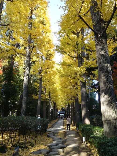 大田黒公園の紅葉 年の見頃と現在の状況は アクセス方法 駐車場は 歩いてみたブログ
