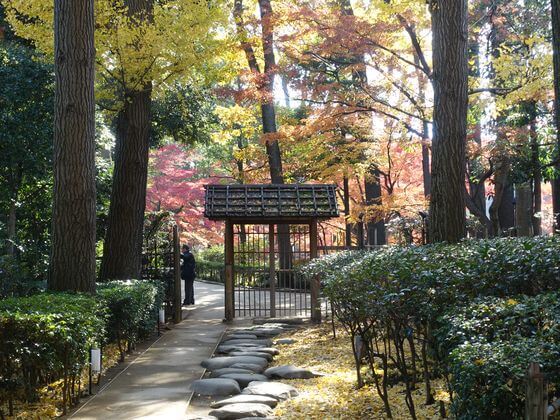 大田黒公園 銀杏