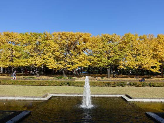 昭和記念公園 イチョウ並木