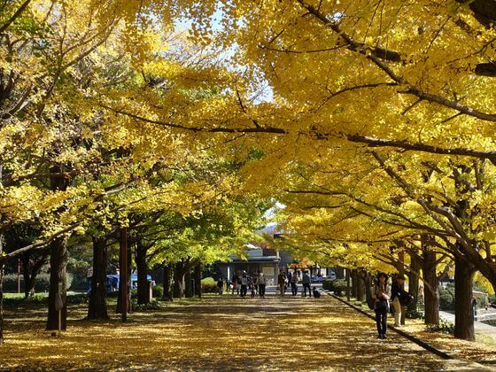 国営昭和記念公園の紅葉 イチョウ並木 21年の見頃と現在の色づき状況は 歩いてみたブログ