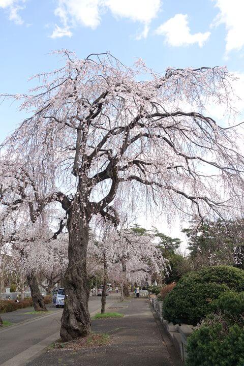 多磨霊園 桜並木