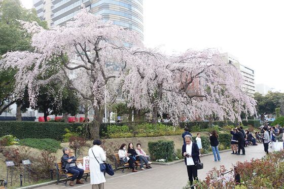 山下公園 枝垂れ桜