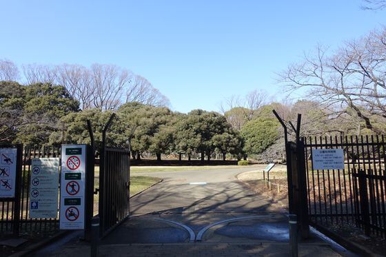 代々木公園の梅 2020年の見頃 開花状況は