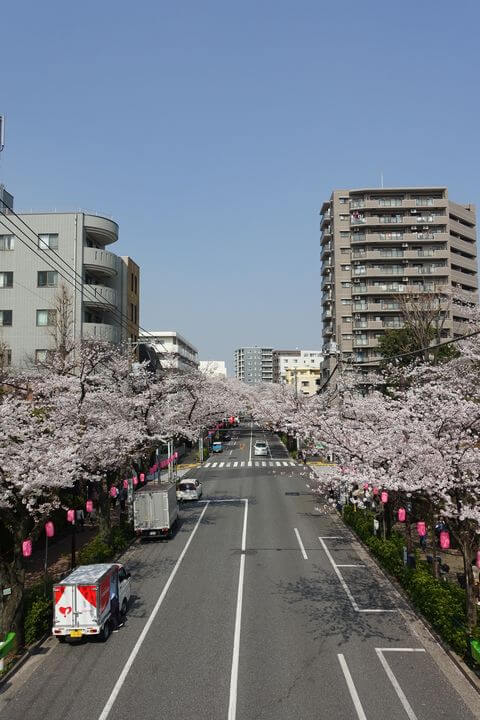 中野通り 桜