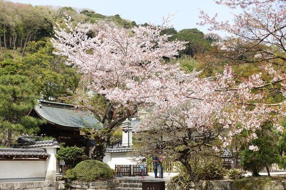 円覚寺 桜