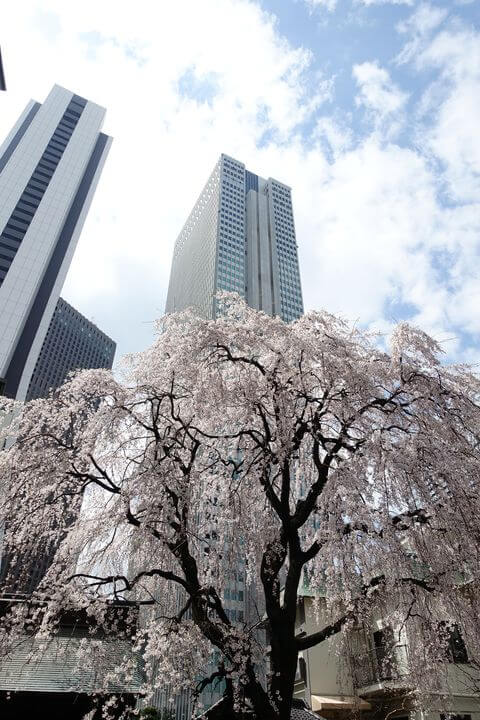 新宿 桜