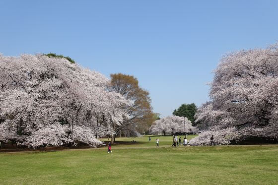 砧公園の桜 21年の見頃と開花状況 世田谷区のお花見スポット 歩いてみたブログ
