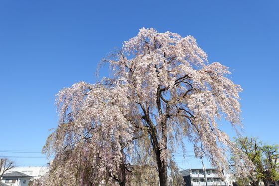 万平公園 枝垂れ桜