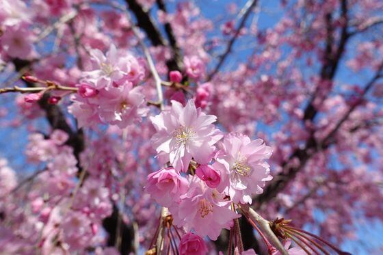 熊谷 万平公園 桜