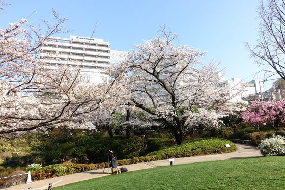 毛利庭園の桜 21年の見頃と開花状況 ライトアップは 港区六本木のお花見スポット 歩いてみたブログ
