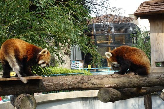 野毛山動物園 レッサーパンダ