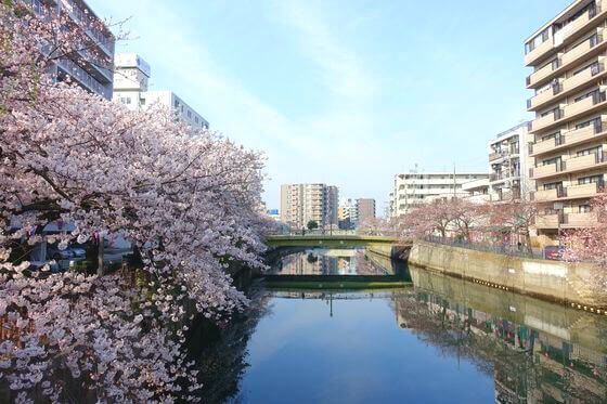 大岡川の桜 21年の見頃と開花状況 ライトアップは 歩いてみたブログ