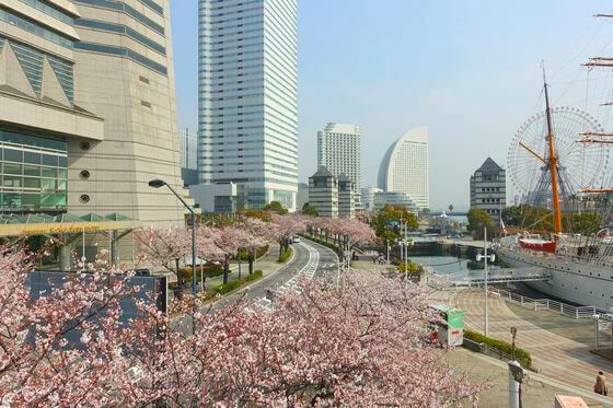 横浜の桜 21年の有名な名所から穴場までおすすめ花見スポット１１選 歩いてみたブログ