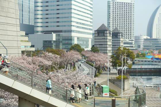 横浜みなとみらい さくら通り の桜 21年の見頃と開花状況 ライトアップは 歩いてみたブログ
