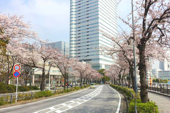 横浜みなとみらい さくら通り の桜 21年の見頃と開花状況 ライトアップは 歩いてみたブログ