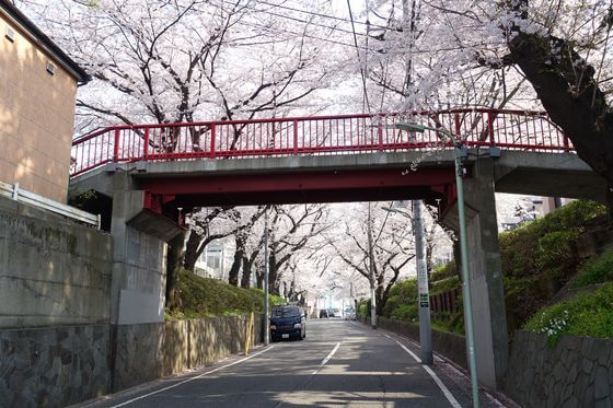 桜坂の桜 年の見頃と開花状況は アクセス方法は
