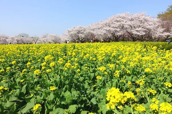 昭和記念公園 菜の花