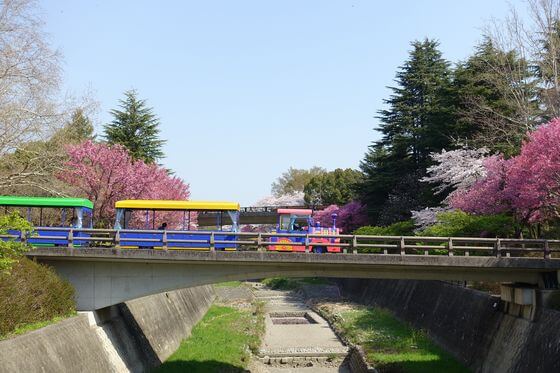 昭和記念公園 桜