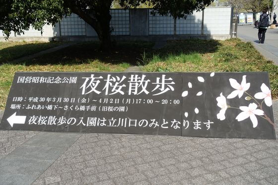 国営昭和記念公園 桜 ライトアップ