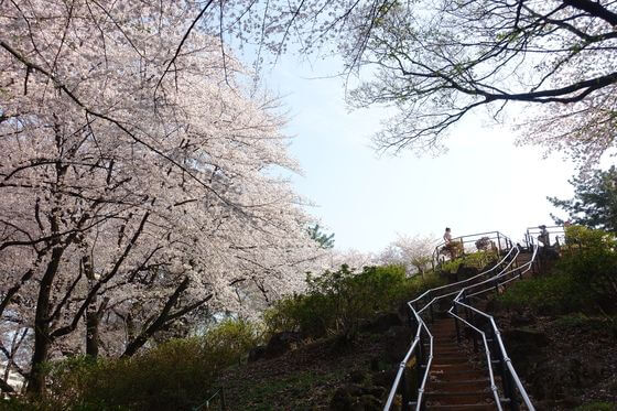 戸山公園 箱根山地区 桜