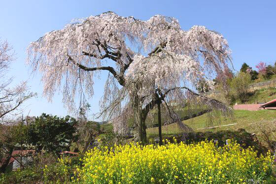 寄しだれ桜 21年の見頃 開花状況は アクセス方法 駐車場は 神奈川県松田町のお花見スポット 歩いてみたブログ