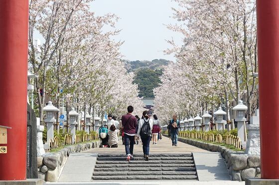 鶴岡八幡宮の桜 21年の見頃と開花状況は 歩いてみたブログ