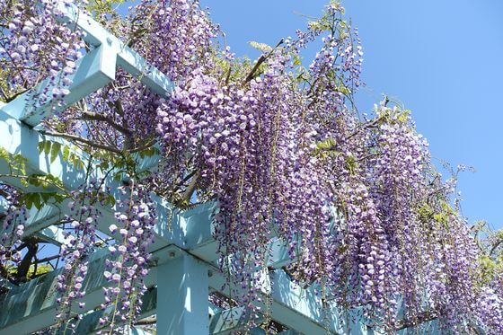 鶴岡八幡宮の藤 22年の見頃と現在の開花状況は 歩いてみたブログ