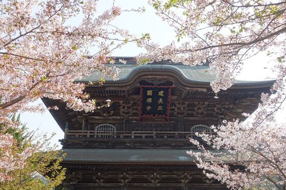 建長寺の桜 21年の見頃と開花状況は 鎌倉市山ノ内 歩いてみたブログ