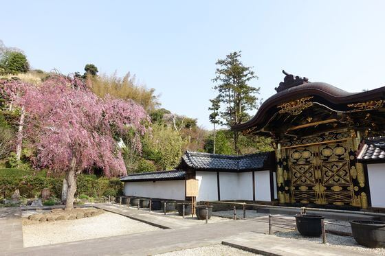 建長寺の桜 21年の見頃と開花状況は 鎌倉市山ノ内 歩いてみたブログ