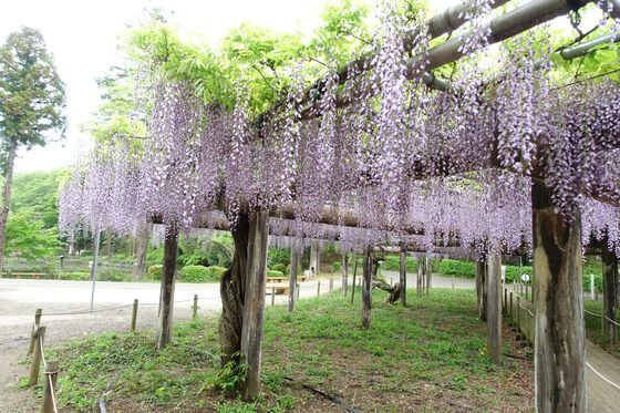 町田薬師池公園の藤棚 21年の見頃 開花状況は 歩いてみたブログ