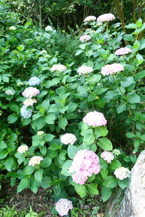 四季の森公園 横浜 紫陽花
