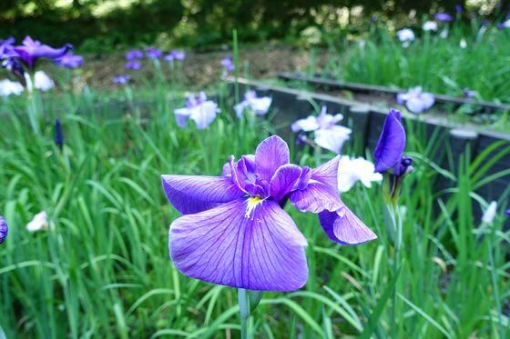 四季の森公園 花菖蒲