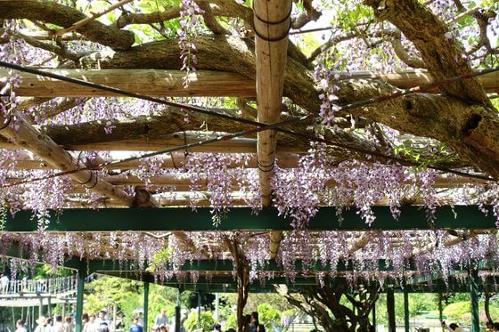 清水公園の藤 22年の見頃と開花状況は 千葉県野田市 歩いてみたブログ