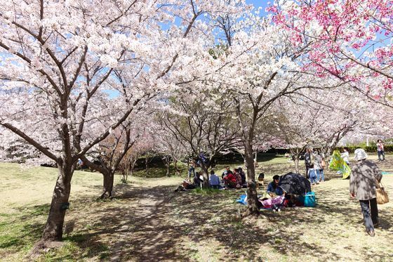 北本市 さくらピクニックコース