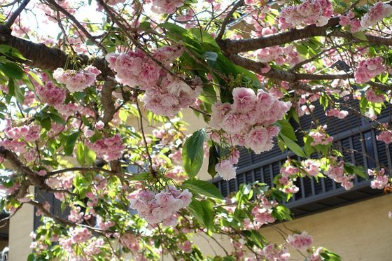 大町 八雲神社 桜