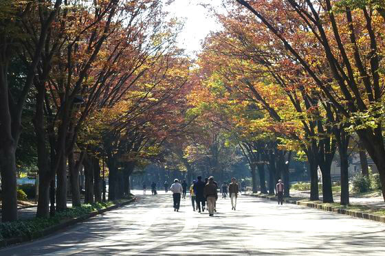 駒沢公園 紅葉