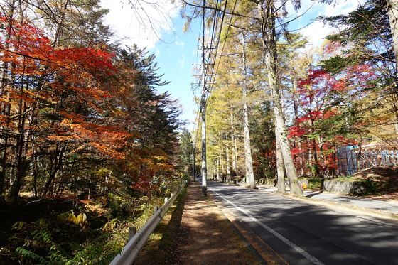 三笠通りの紅葉 年の見頃は 軽井沢のカラマツ並木
