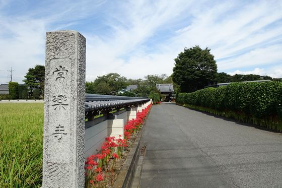 群馬県 常楽寺 彼岸花