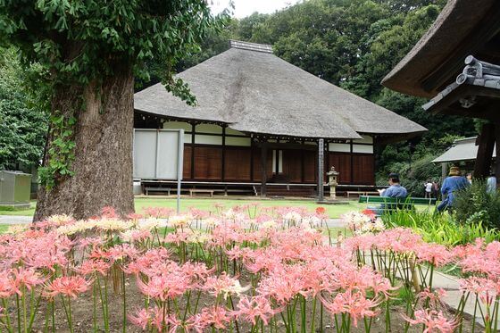 港北区 彼岸花