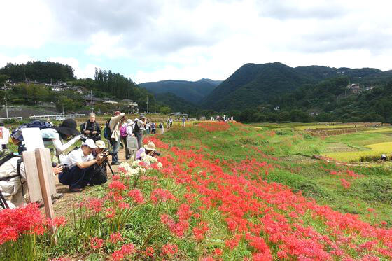 寺坂棚田の彼岸花 年の見頃 開花状況は アクセス方法 駐車場は 秩父郡横瀬町 歩いてみたブログ