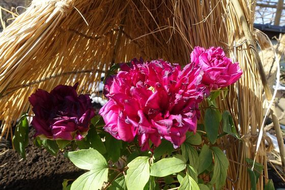 上野東照宮ぼたん苑の冬牡丹 21年の時期と開花状況は 歩いてみたブログ