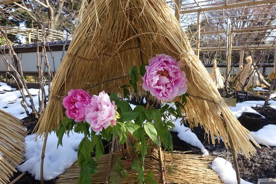 上野東照宮ぼたん苑の冬牡丹 21年の時期と開花状況は 歩いてみたブログ