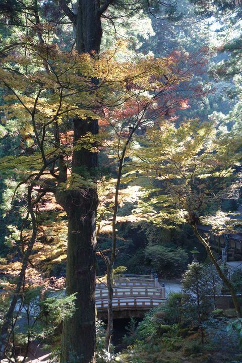 大雄山最乗寺の紅葉 年の見頃と現在の状況は 神奈川県南足柄市 歩いてみたブログ