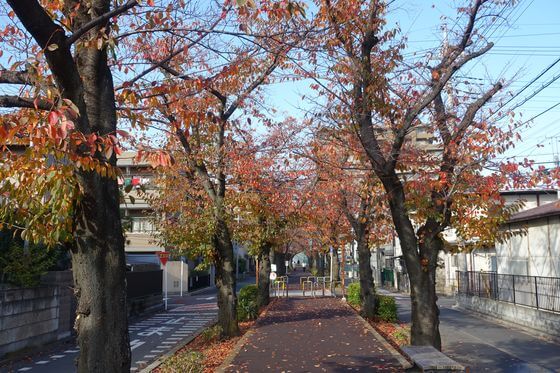 花と緑の散歩道 埼玉県さいたま市 紅葉