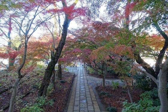 本土寺 仁王門 紅葉