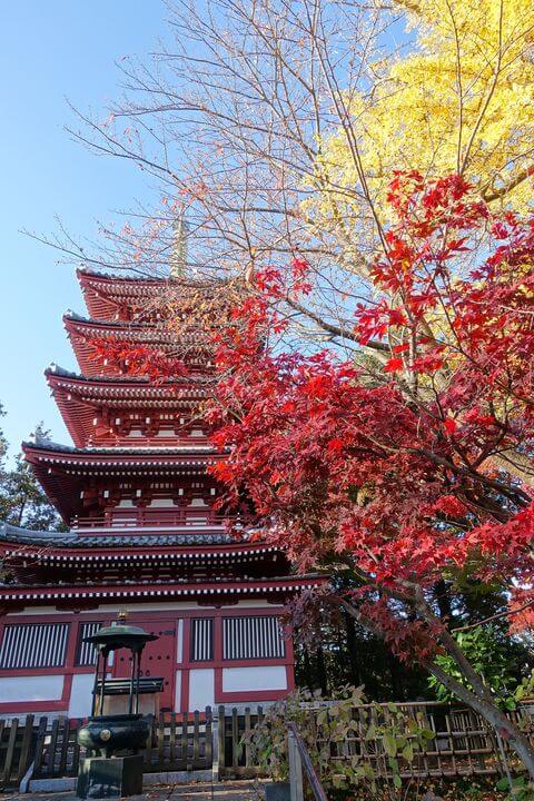 本土寺 五重塔 紅葉