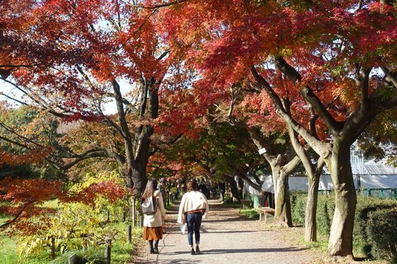 小石川植物園 紅葉