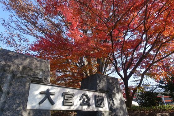 大宮公園 紅葉