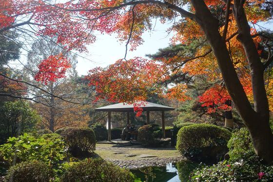 大宮公園 日本庭園 紅葉